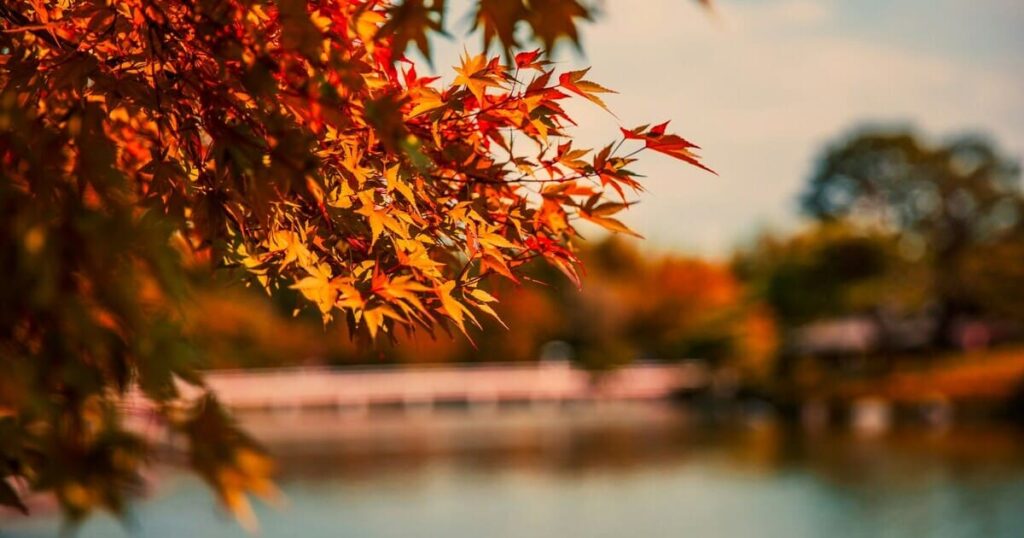 紅葉温泉旅
